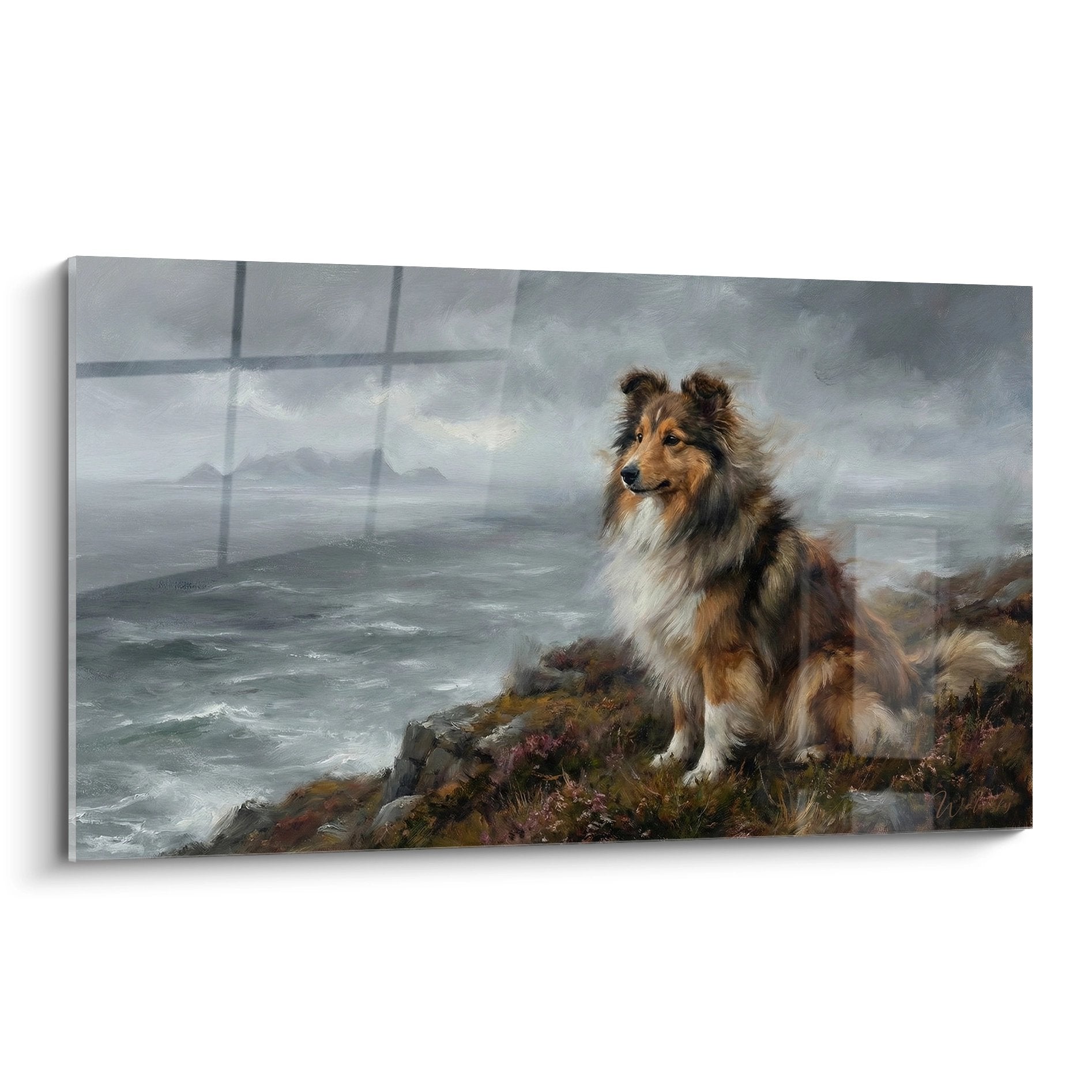 Berger des Shetland tricolore sur rochers face océan, bruyère violette, ciel orageux, peinture réaliste côte sauvage