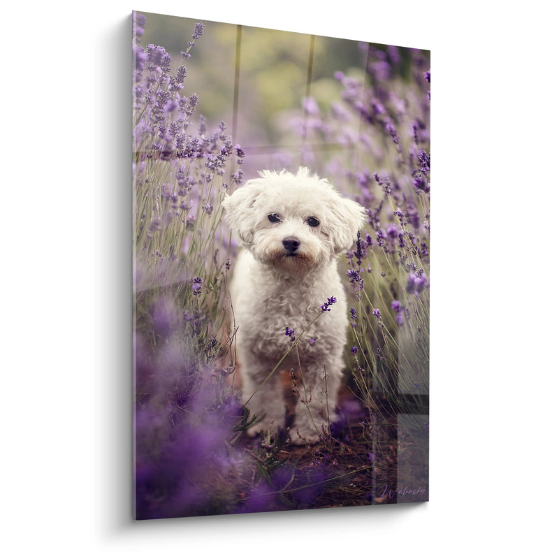 Tableau Bichon Frisé Blanc dans Champ de Lavande - Douceur Provençale - Edition Bichon Frisé