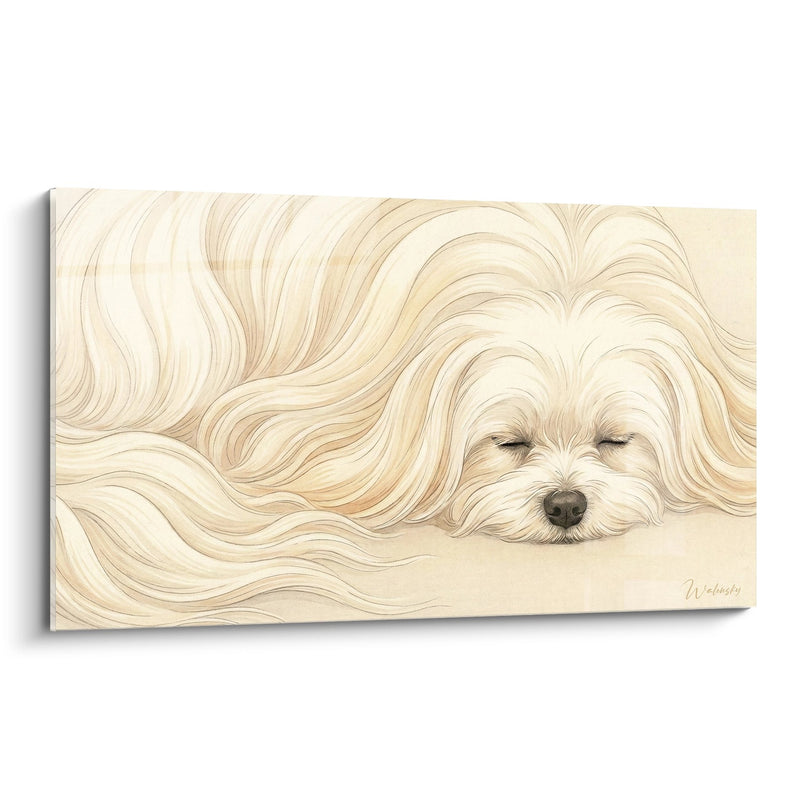 Tableau Chien aux Longs Poils Dorés Endormi - Sérénité Dorée - Edition Bichon Maltais