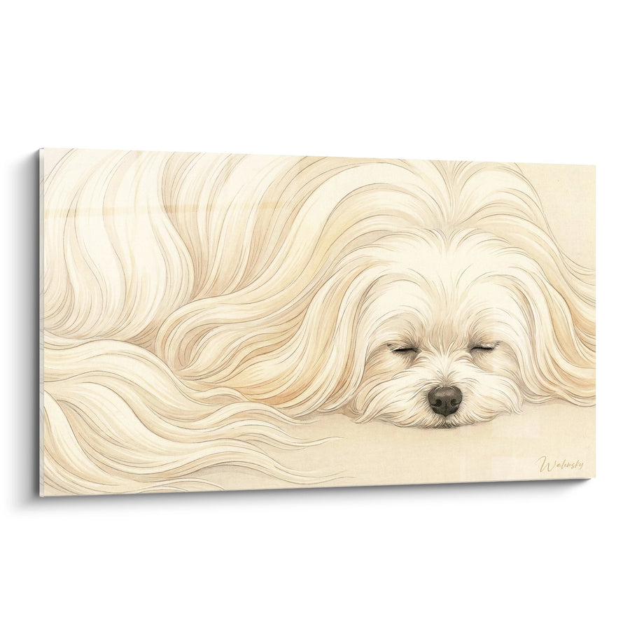 Tableau Chien aux Longs Poils Dorés Endormi - Sérénité Dorée - Edition Bichon Maltais
