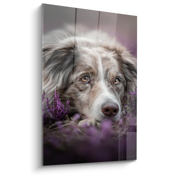 Obraz Border Collie o Złotych Oczach na Lawendach - Spojrzenie Kontemplacyjne - Edycja Obrazu Border Collie