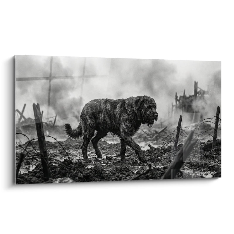 Tableau Chien sur Champ de Bataille en Noir et Blanc - Survivant des Tranchées - Edition Bouvier des Flandres