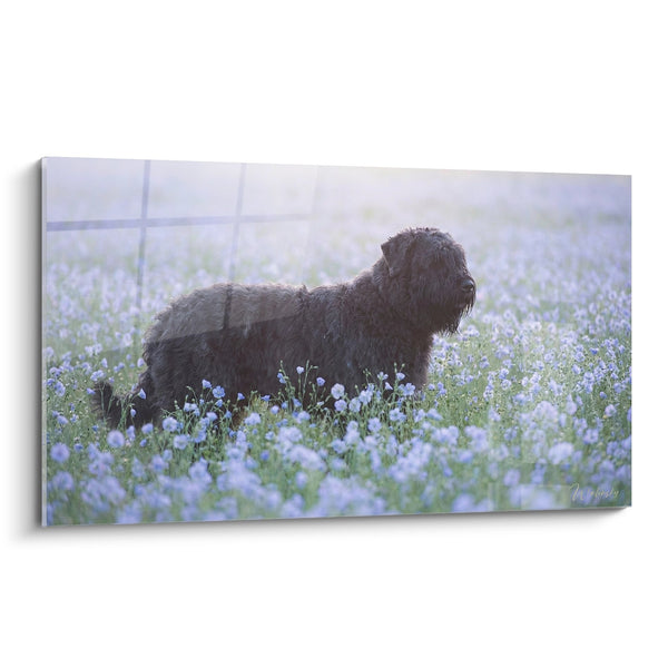 Quadro Bouvier delle Fiandre in un Campo di Fiori Blu - Serenità Rurale - Edizione Bouvier delle Fiandre