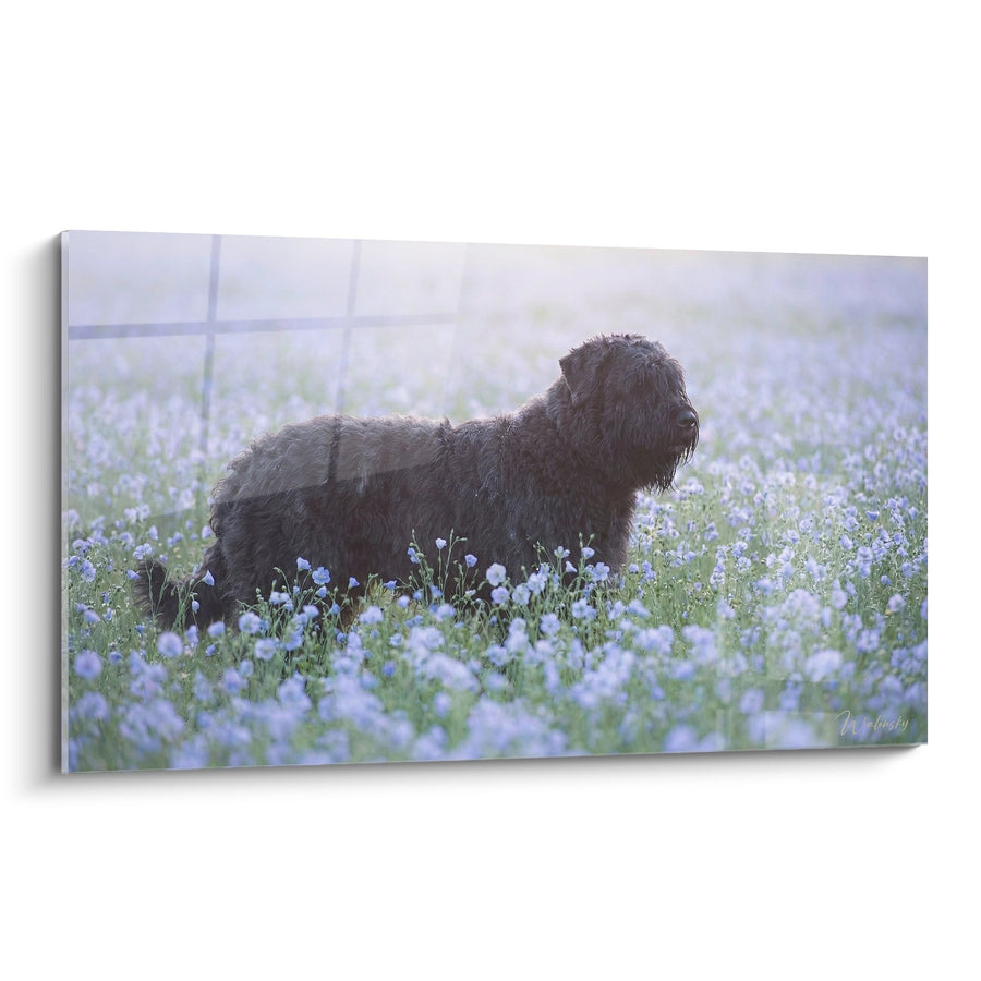 Tableau Bouvier des Flandres dans un Champ de Fleurs Bleues - Sérénité Champêtre - Edition Bouvier des Flandres