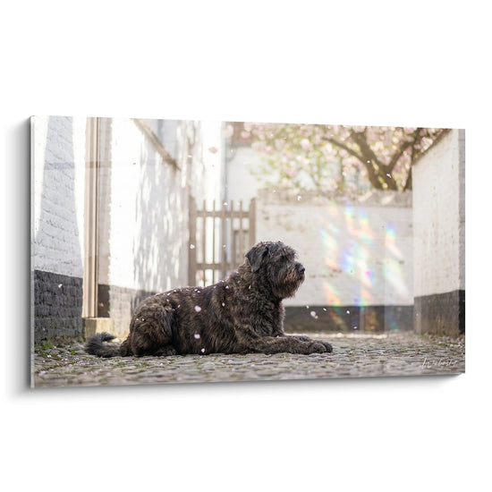 Bouvier des Flandres paisible allongé sur pavés avec reflets arc-en-ciel et cerisiers en fleurs