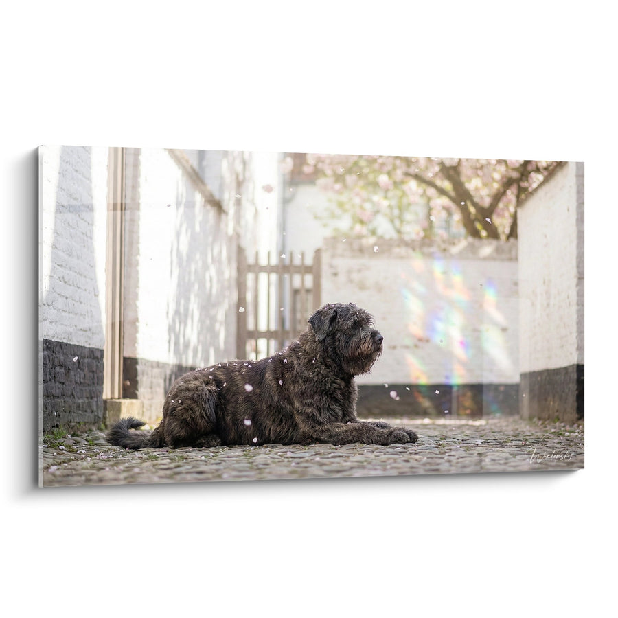 Tableau Bouvier des Flandres Paisible sous les Cerisiers - Sérénité Printanière - Edition Bouvier des Flandres