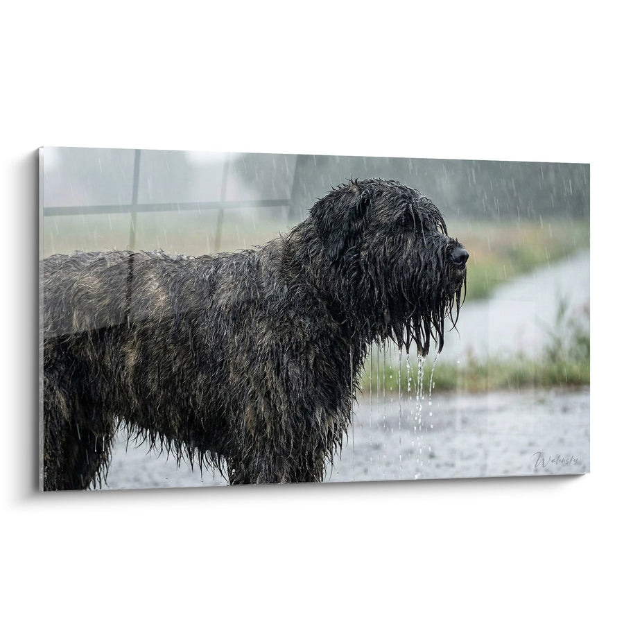 Tableau Chien Trempé sous la Pluie - Sérénité sous l'Orage - Edition Bouvier des Flandres