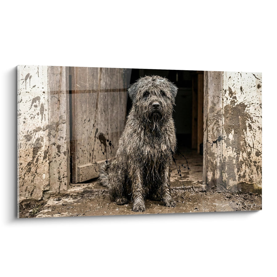 Tableau Chien Assis dans Entrée Rustique - Gardien Fidèle - Edition Bouvier des Flandres