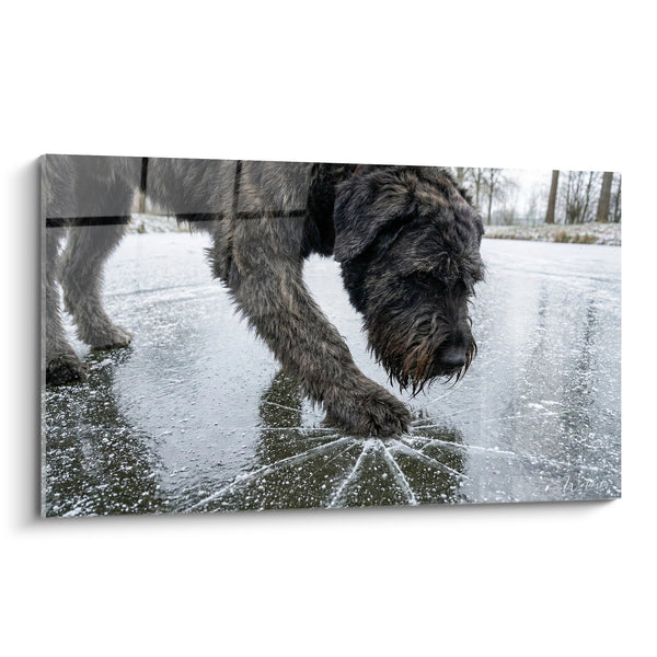 Dog Jumping in Water Wall Art - Aquatic Radiance - Bouvier des Flandres Edition