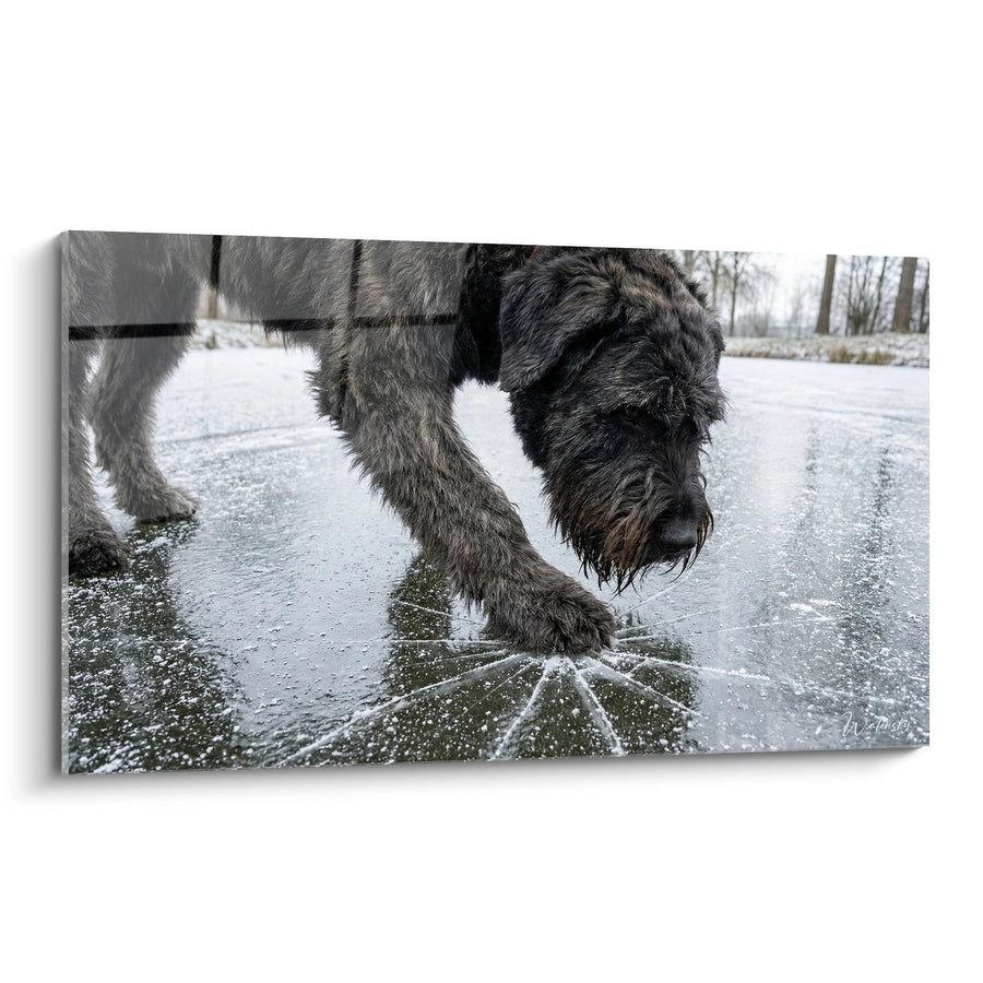 Tableau Chien Sautant dans l'Eau - Éclat Aquatique - Edition Bouvier des Flandres