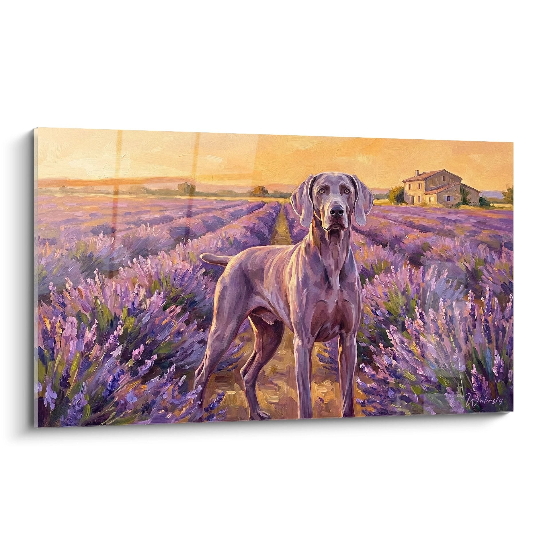 Braque de Weimar gris dans champ de lavande violet au coucher de soleil orange avec maison provençale