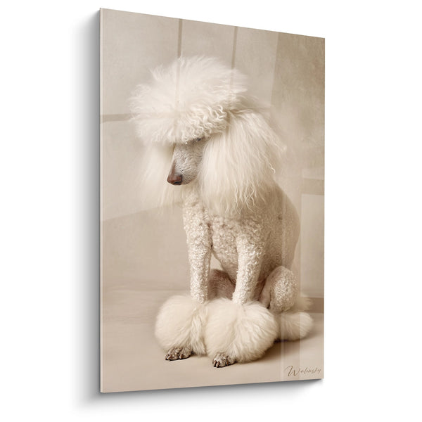 Cuadro de Caniche Blanco Elegante en Peluquería - Retrato de Refinamiento - Edición Caniche