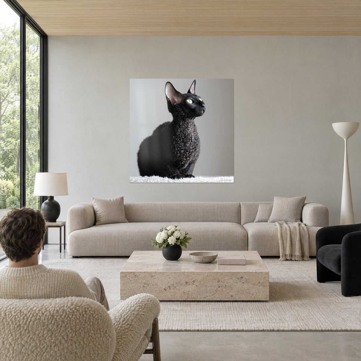 Schilderij zwarte Cornish Rex kat met krullende vacht, lichtgroene ogen naar boven gericht, parelgrijze achtergrond, boven een bank in een lichte woonkamer