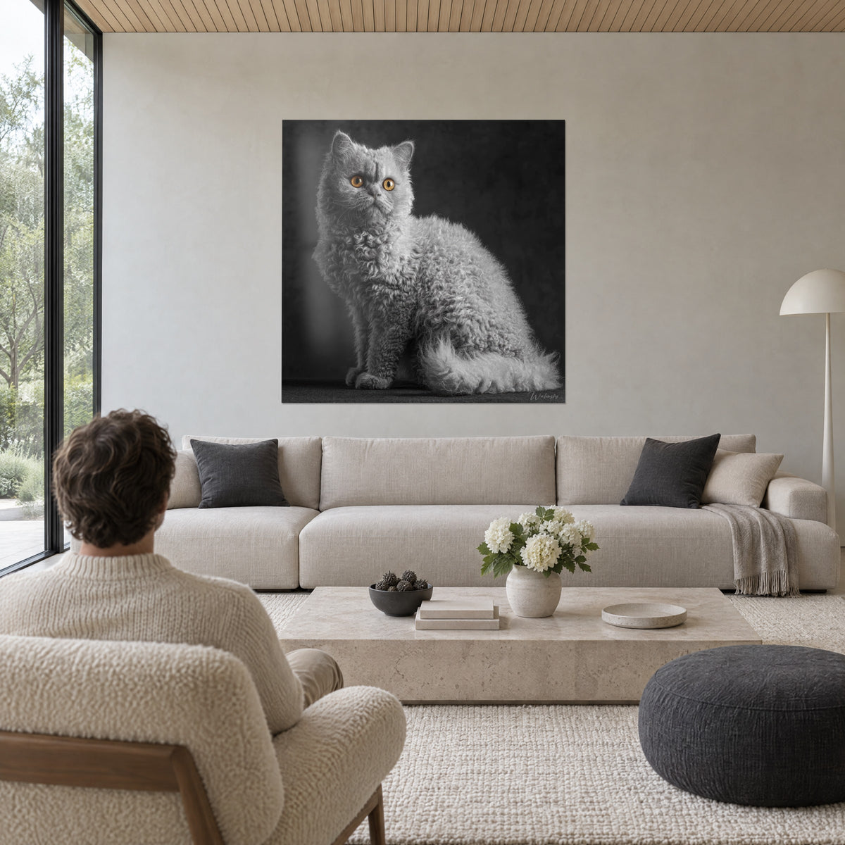 Obraz kot Selkirk Rex o perłowo szarym kręconym futrze i bursztynowych oczach, antracytowe tło, nad kanapą w jasnym salonie