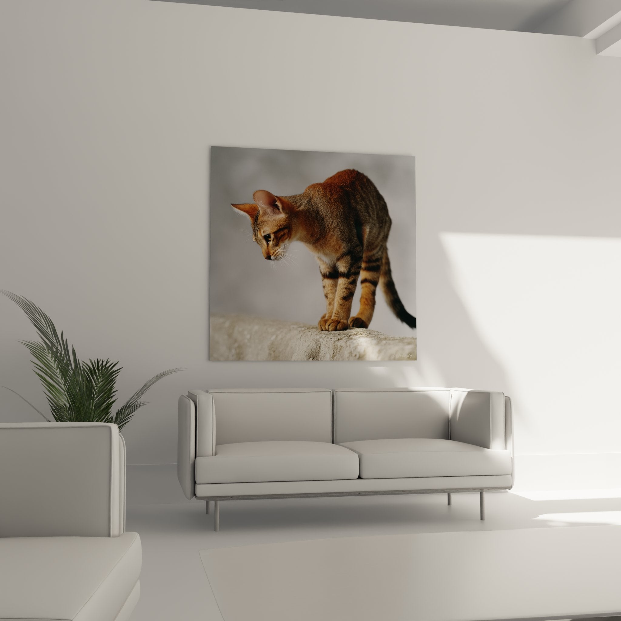 Primo piano su gatto Sokoke, dettagli del mantello rigato marrone rame, espressione attenta, occhi penetranti e orecchie dritte