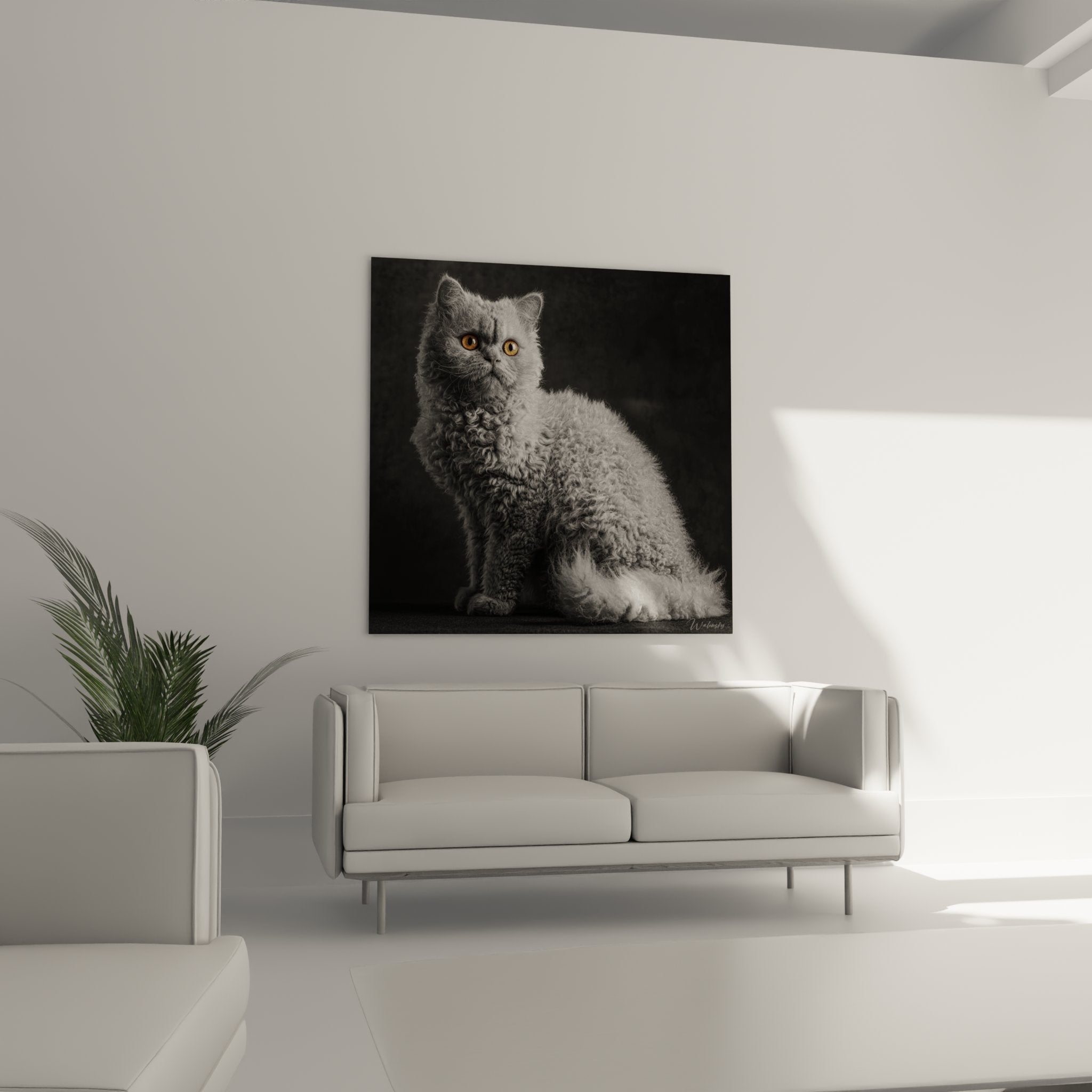 Gros plan pelage boucle texture unique chat Selkirk Rex, detail fourrure frisee photographie artistique