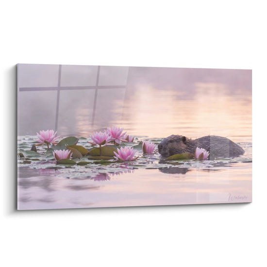 Biber schwimmt unter rosa Seerosen bei Sonnenuntergang Tableau - Aquatische Gelassenheit - Biber Edition