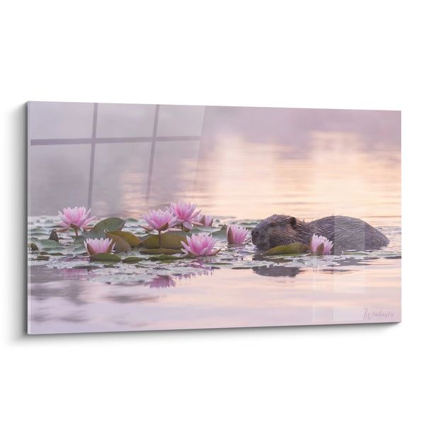 Biber schwimmt unter rosa Seerosen bei Sonnenuntergang Tableau - Aquatische Gelassenheit - Biber Edition