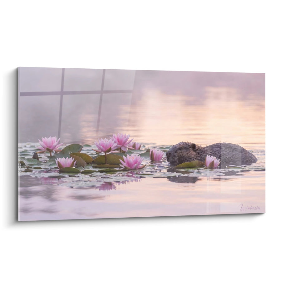 Tableau Castor nageant parmi les nénuphars roses au coucher de soleil - Sérénité aquatique - Edition Castor