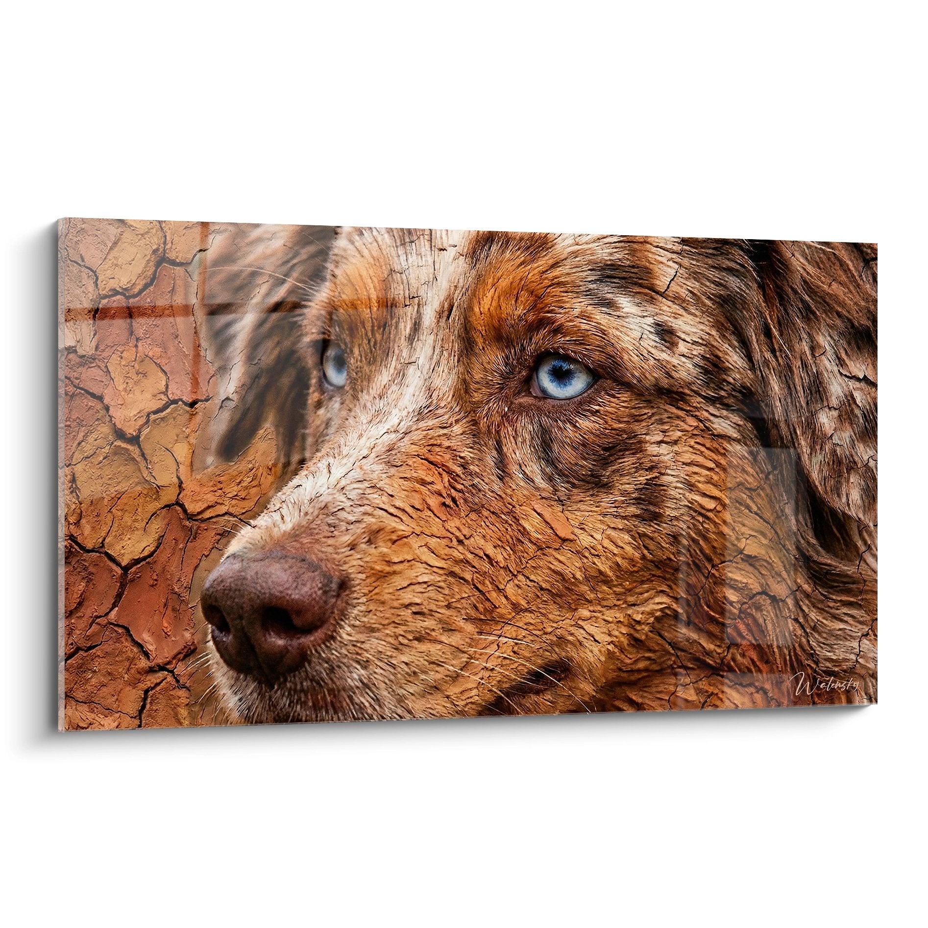 Portrait chien berger americain miniature yeux bleus texture craquelée ocre tableau mural