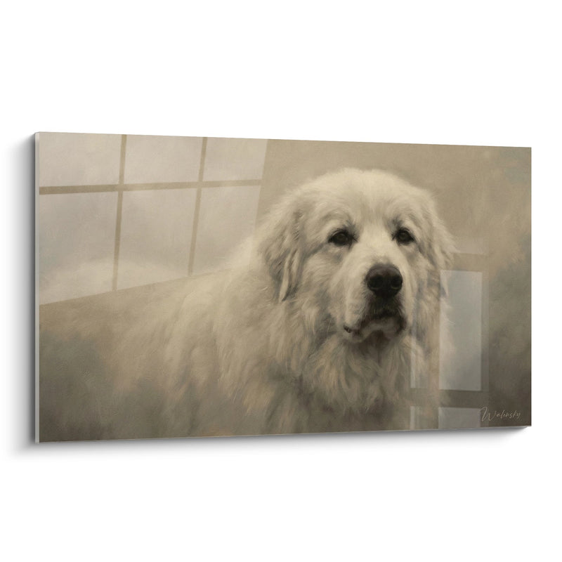 White Dog with Melancholic Eyes in Bathtub - Canine Tenderness - Pyrenees Mountain Edition