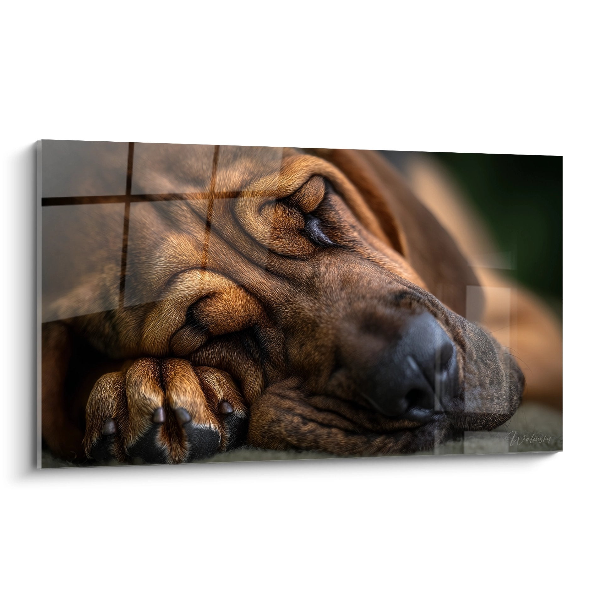 Chien bloodhound endormi aux tons dorés et cuivrés, photographie artistique apaisante
