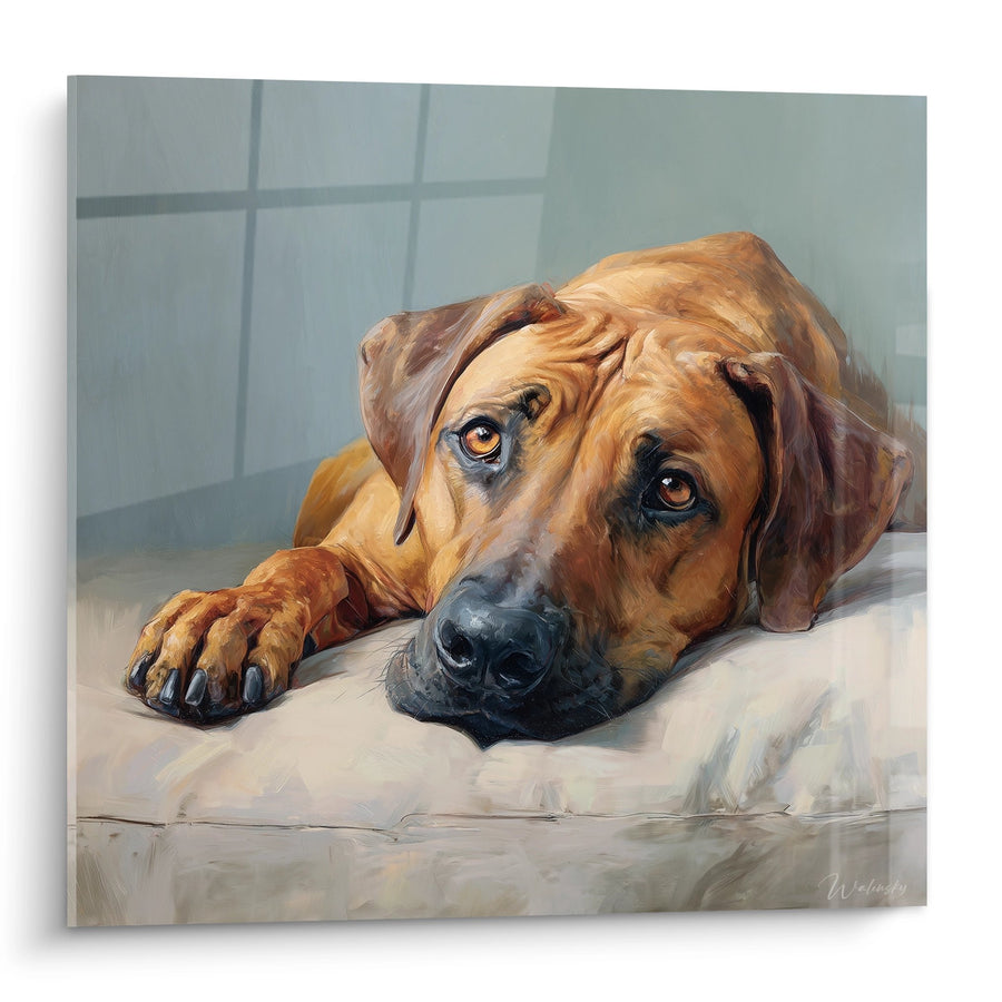 Tableau Chien Couché aux Yeux Dorés sur Carrelage - Regard Mélancolique - Edition Rhodesian Ridgeback