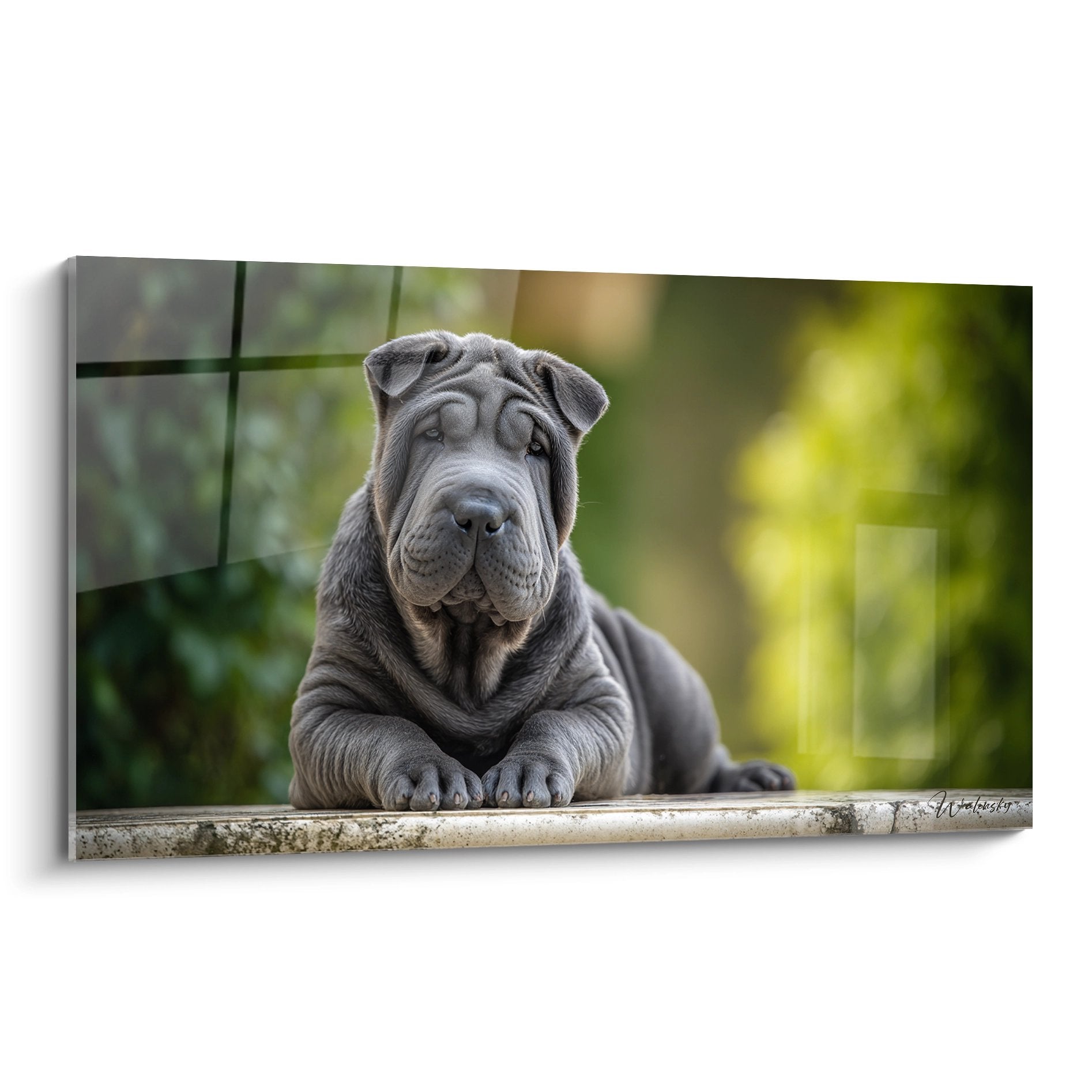 Portrait artistique chiot Shar Pei gris aux plis expressifs posé sur muret pierre, regard tendre, arrière-plan doré flou