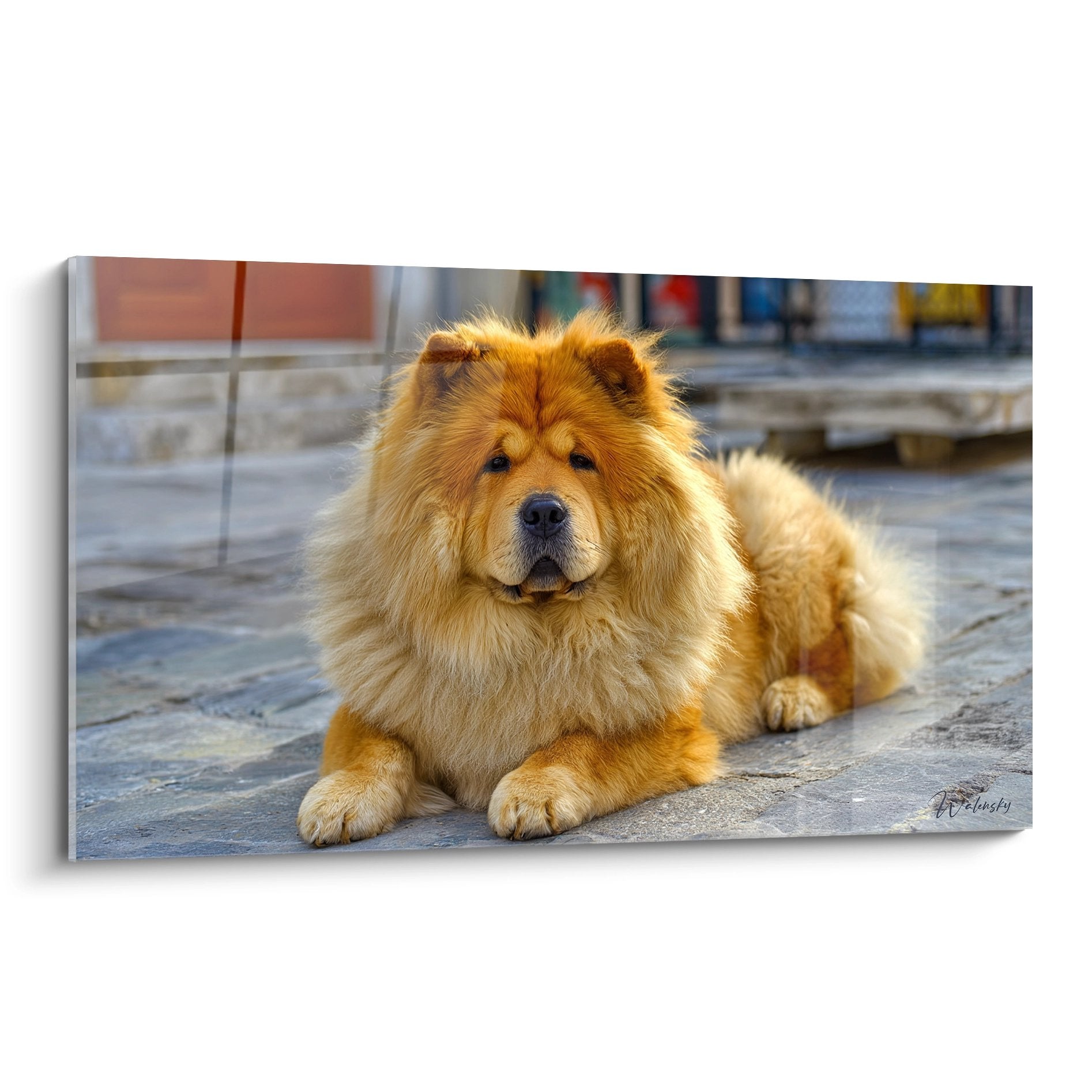 Chow Chow roux majestueux couché sur pavés urbains, regard serein et pelage doré lumineux