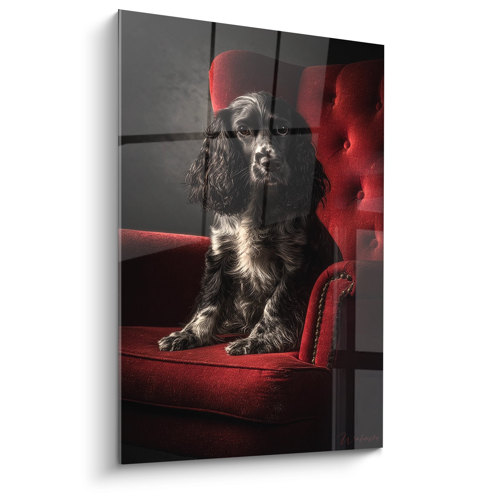 Portrait de Cocker Americain noir et blanc assis dans fauteuil rouge bordeaux capitonné vintage