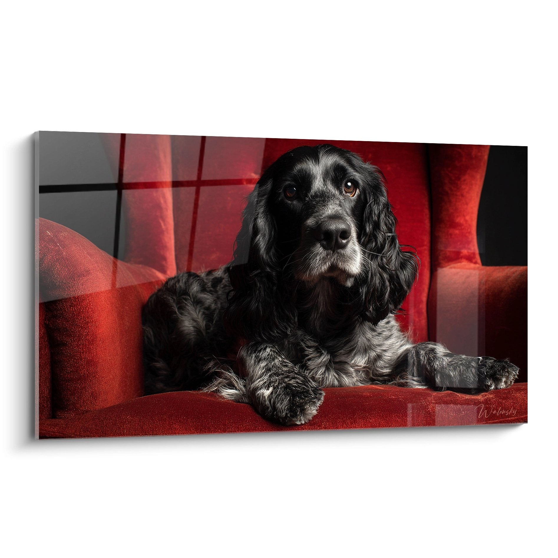 Portrait de Cocker Americain noir et gris sur fauteuil rouge, regard melancolique et pose elegante