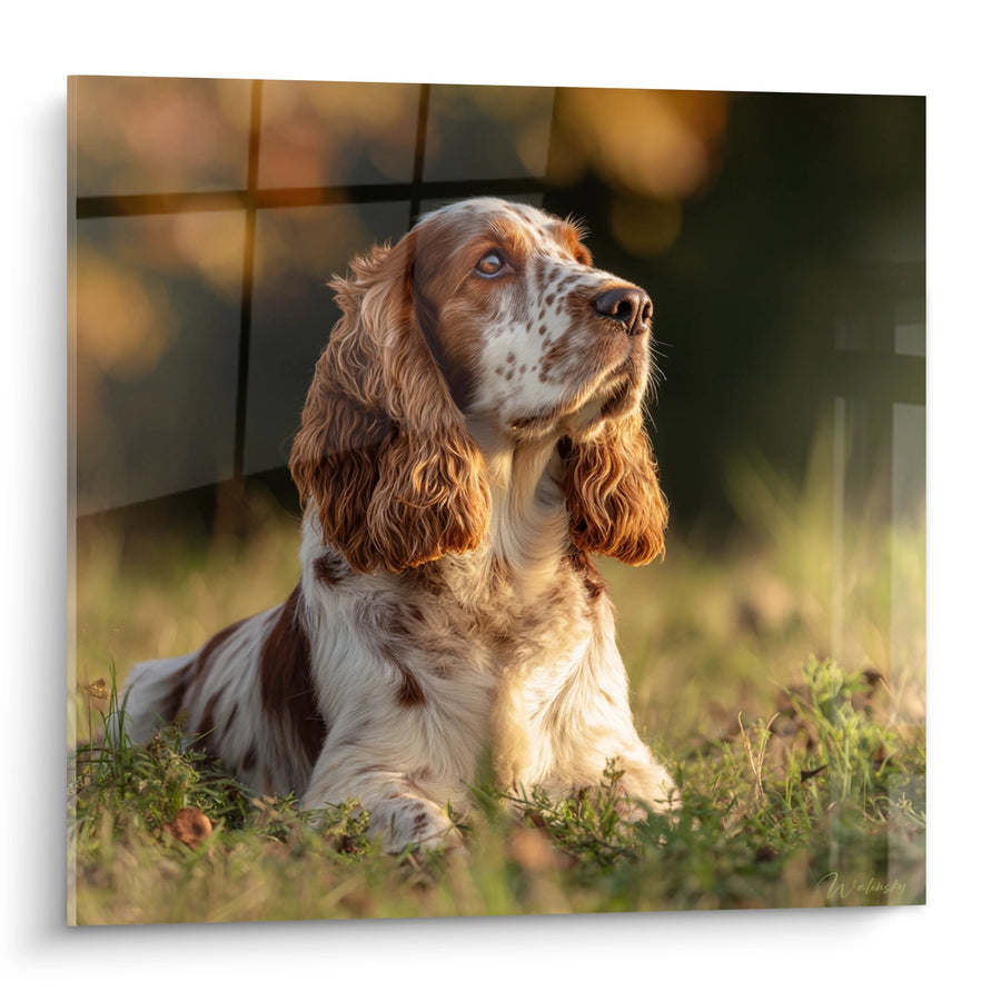 Obraz Cocker Spaniel Czerwony i Biały o Kontemplacyjnym Spojrzeniu - Złote Światło - Edycja Cocker Amerykański