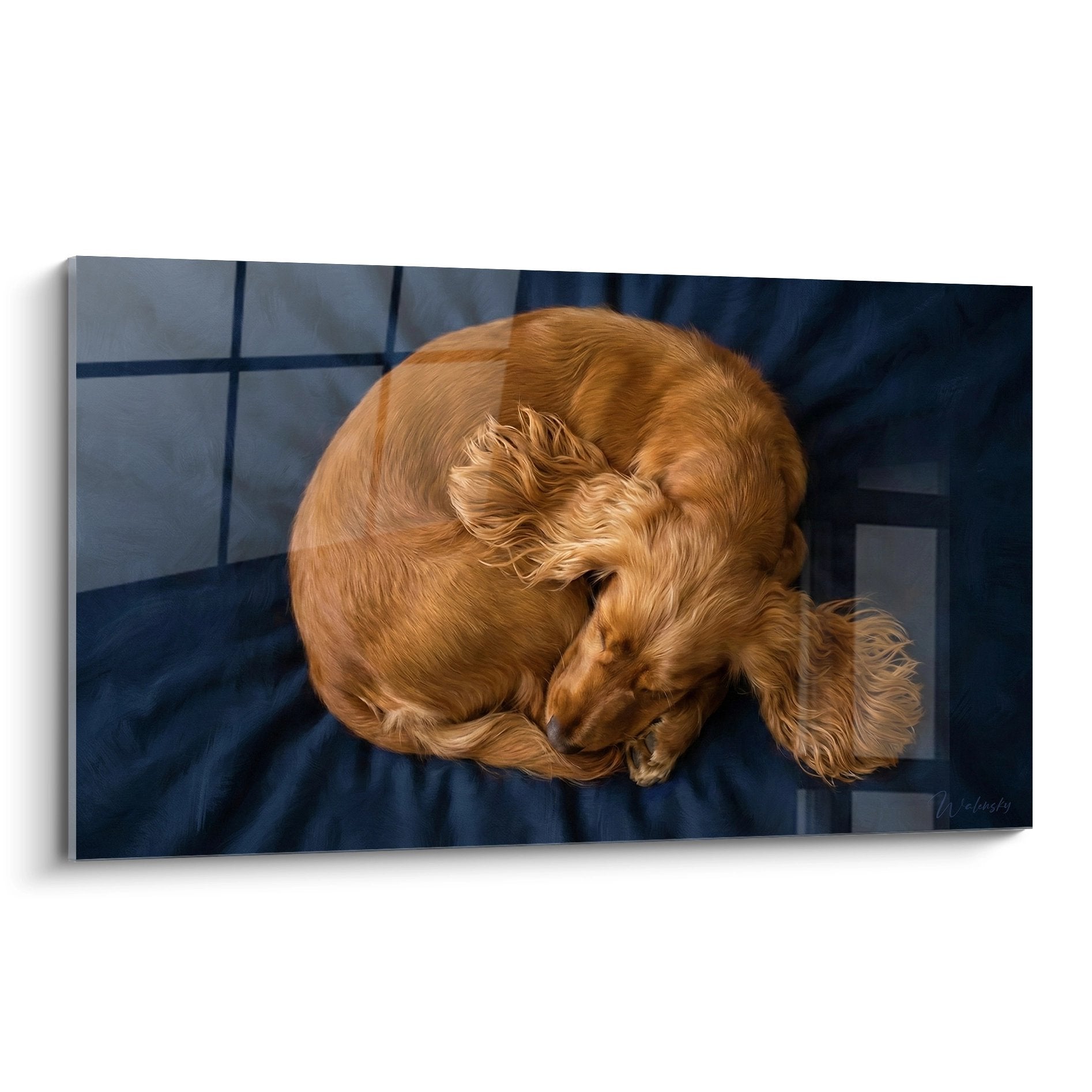 Tableau Cocker Anglais roux endormi en spirale sur fond bleu marine, pelage doré et cuivré, position paisible