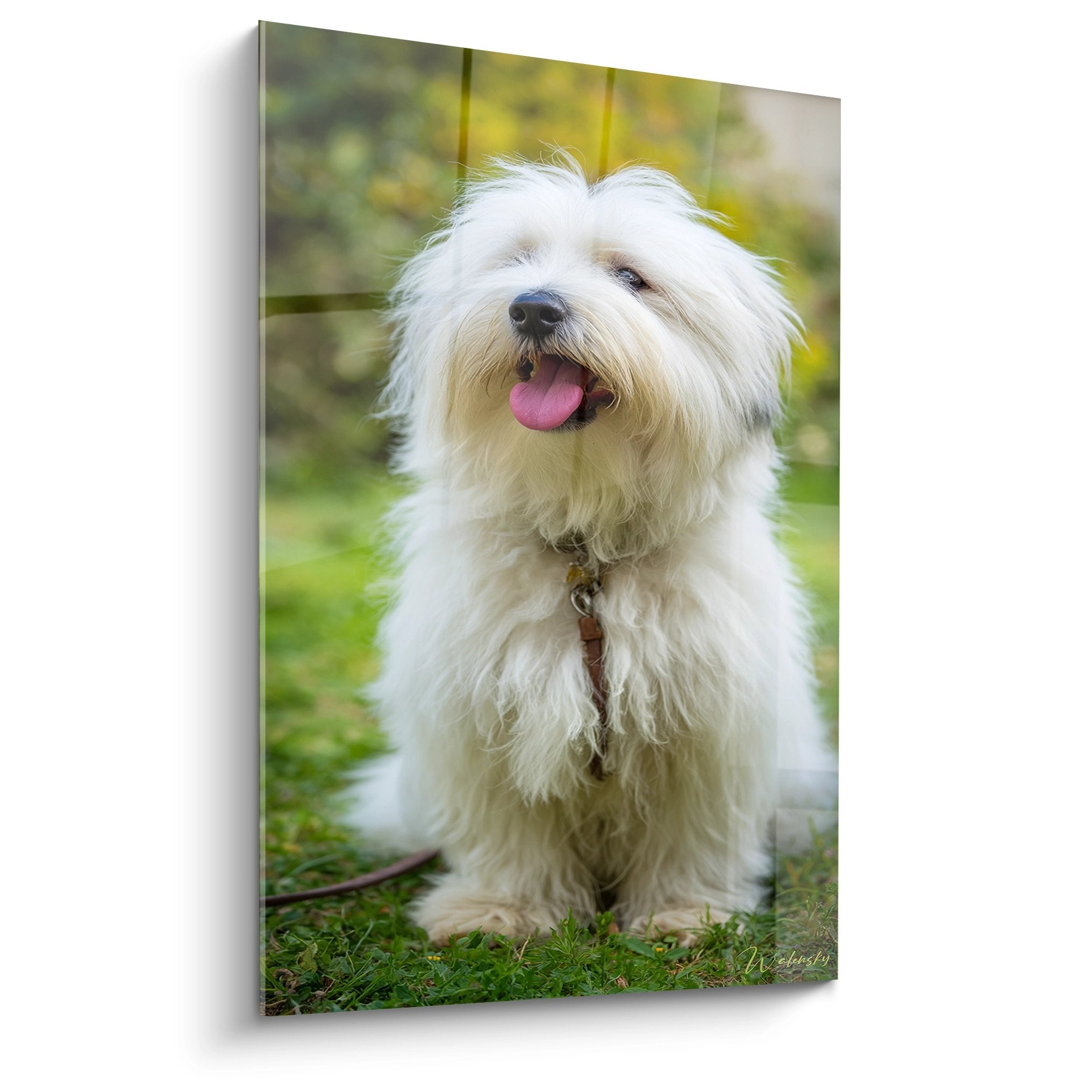 Coton de Tulear blanc pelage soyeux langue rose portrait chien fond vert naturel flou tableau mural