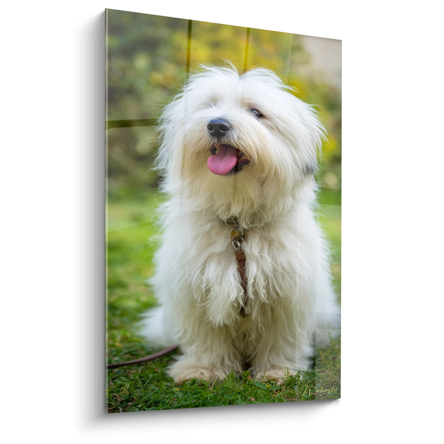 Schilderij van een Witte Hond met Zachte Vacht en Roze Tong - Helder Canisportret - Editie Coton de Tulear