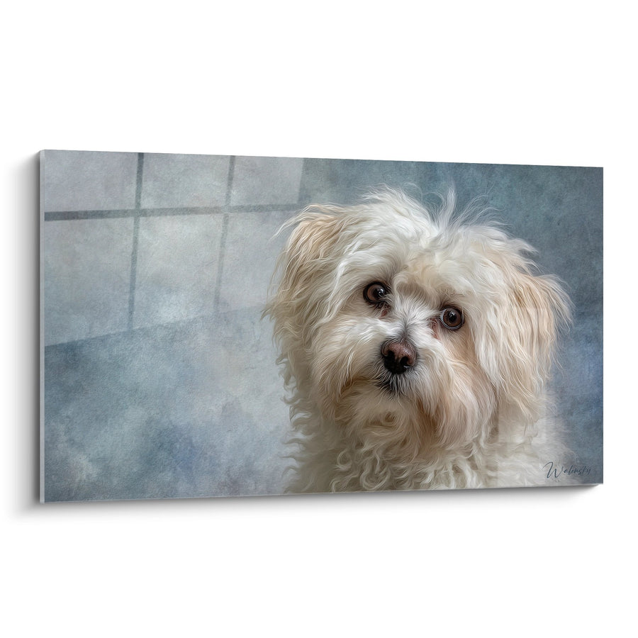Schilderij van een Hond met Zachte Ogen op een Bewolkte Blauwe Achtergrond - Melancholische Blik - Editie Coton de Tuléar