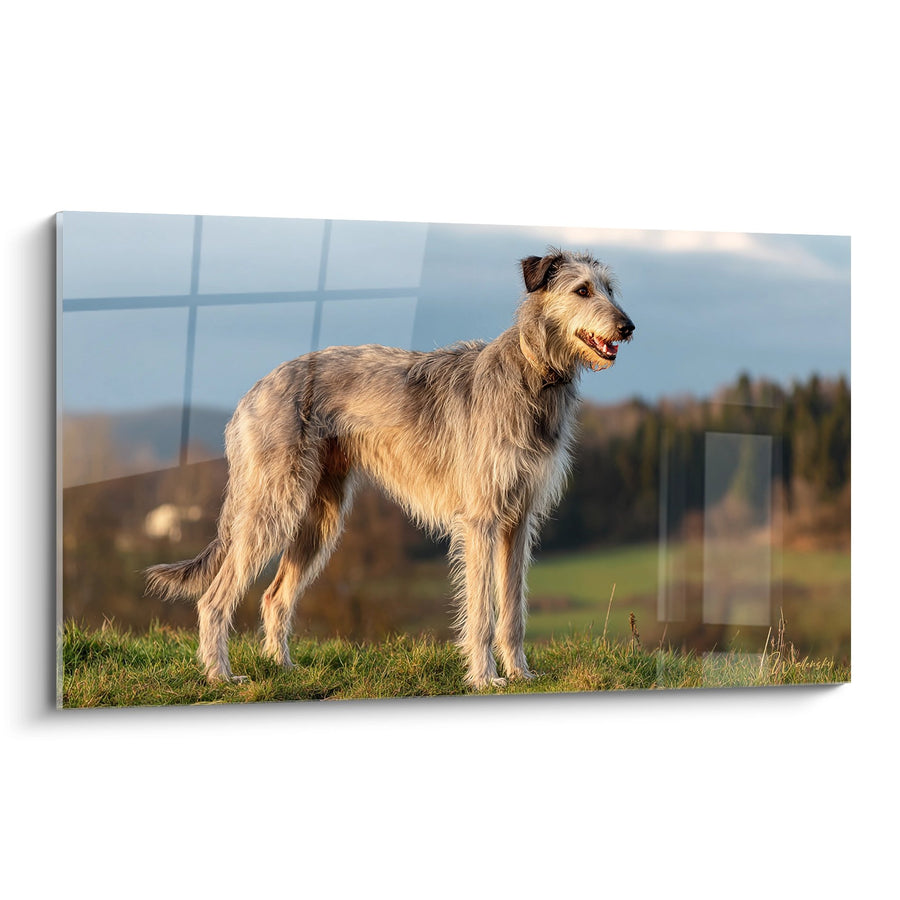 Deerhound Gemälde Stehend auf Goldenem Gras bei Sonnenuntergang - Edle Silhouette - Deerhound Edition