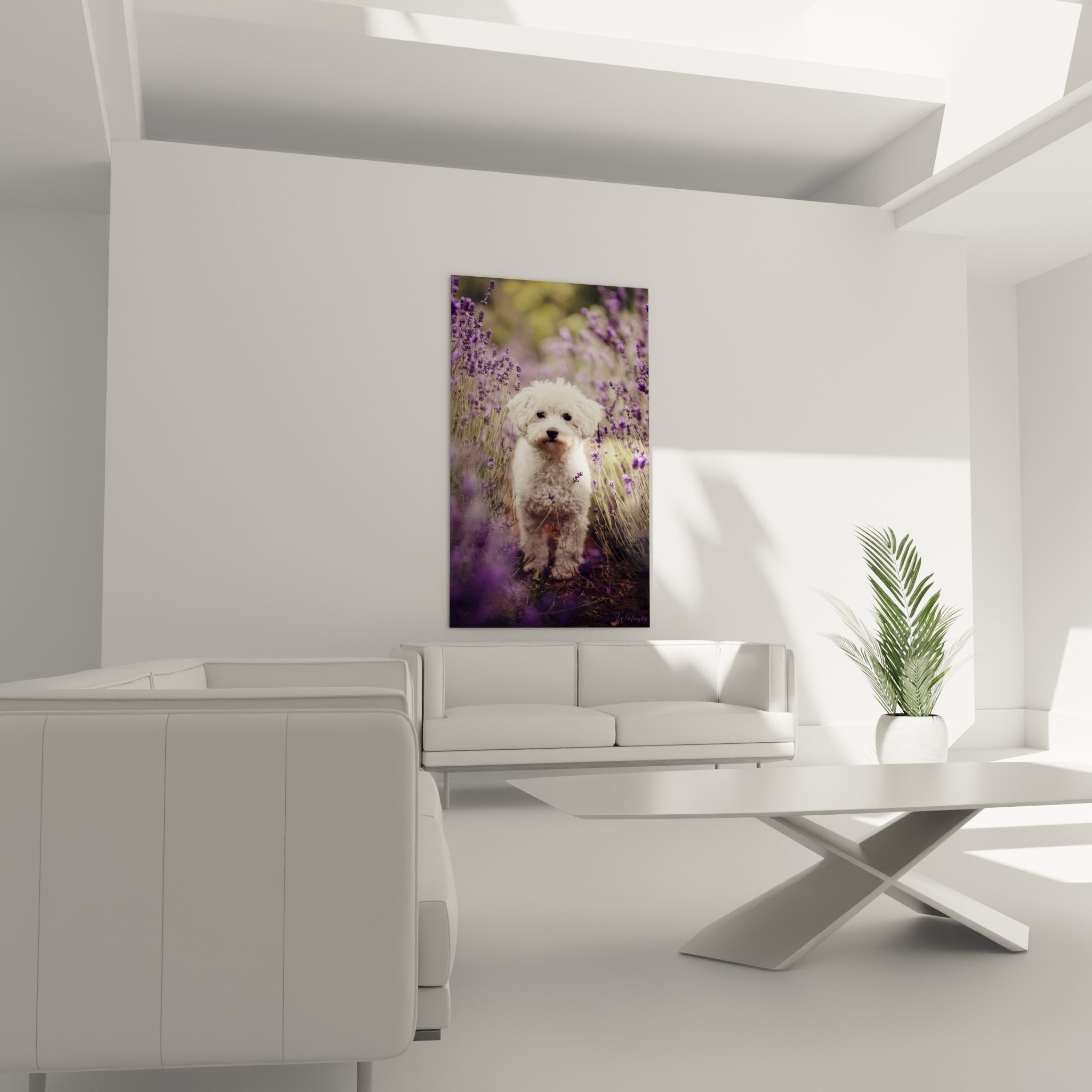 Detail pelage boucle blanc Bichon Frise contraste avec epis lavande violette macro artistique