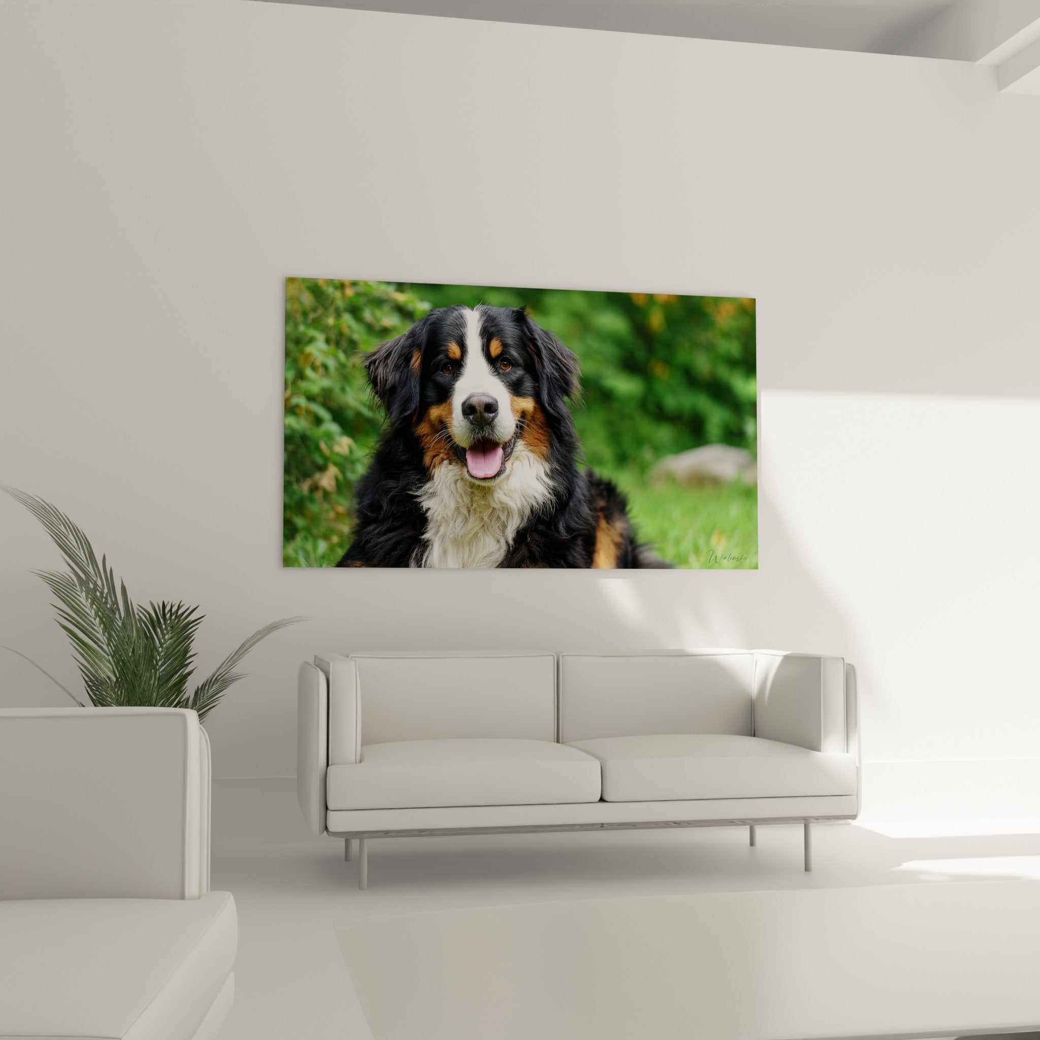 Nahaufnahme Berner Sennenhund ausdrucksstarker Blick dreifarbiges Fell schwarz kupferfarben weiß künstlerisches Detail