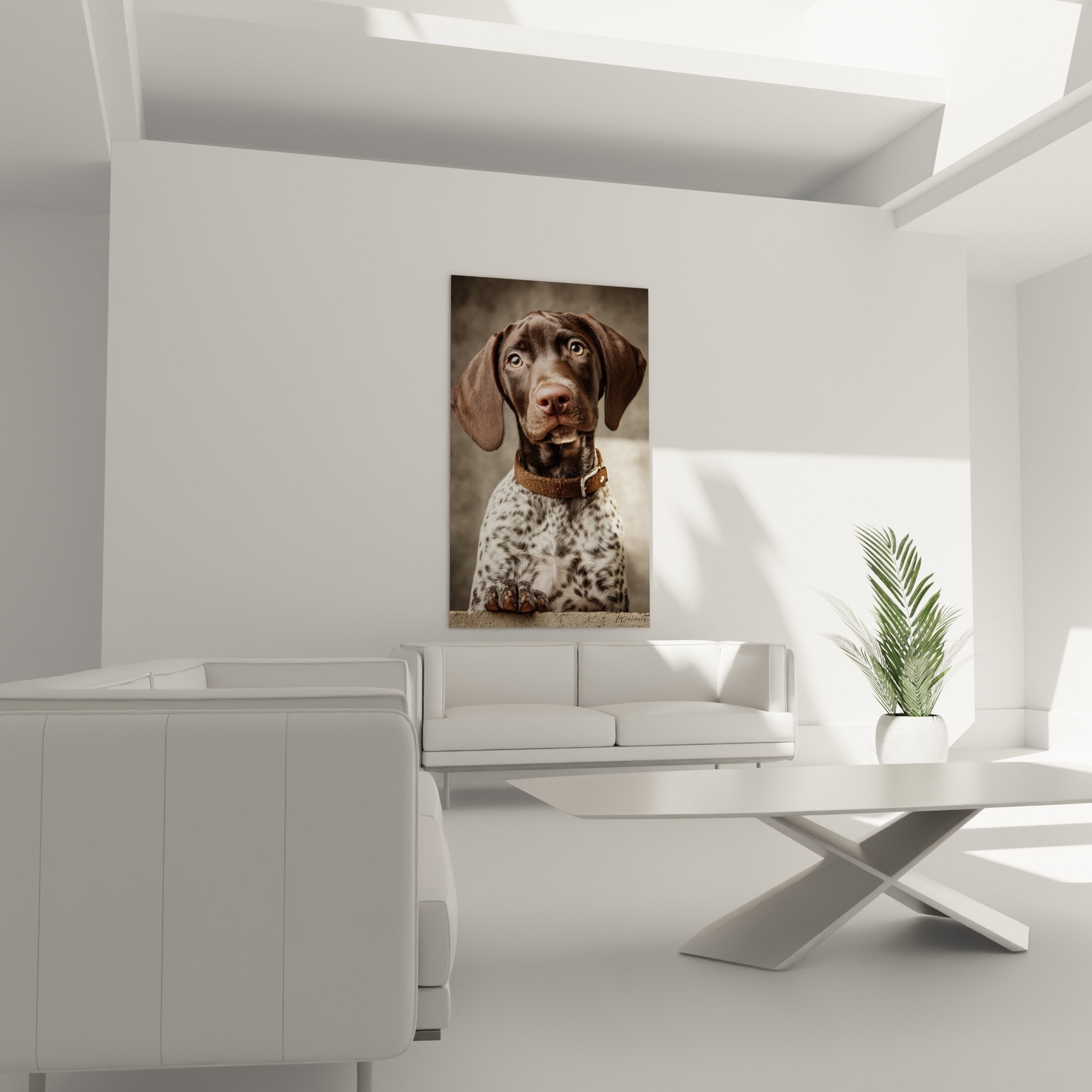 Détail portrait Braque Allemand yeux dorés expressifs, museau brun, collier cuir patiné authentique