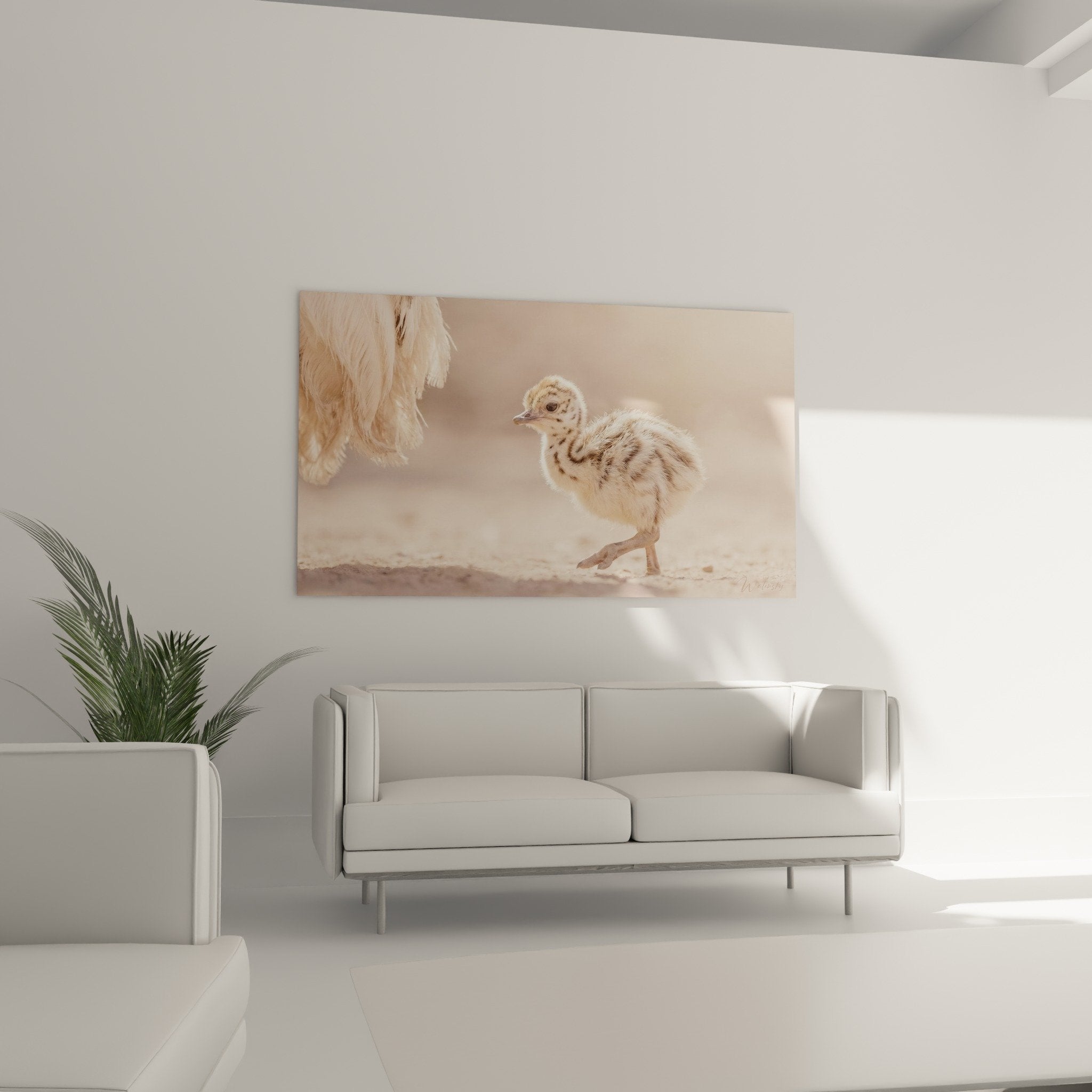 Détail rapproché du duvet délicat du poussin autruche avec jeux de lumière dorée et texture fine