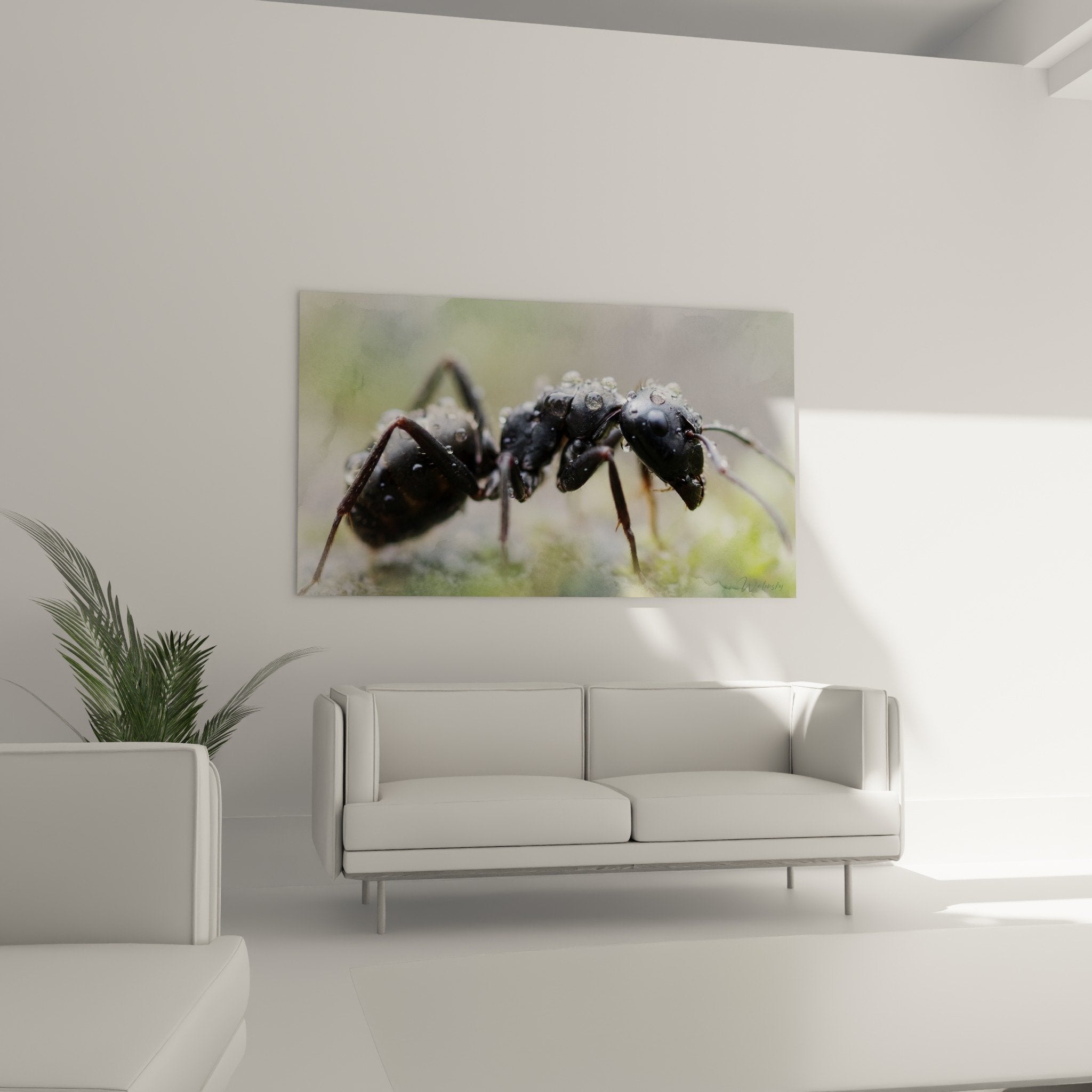 Detailaufnahme schwarze Ameise glänzendes Exoskelett kristalline Wassertropfen Makro Natur