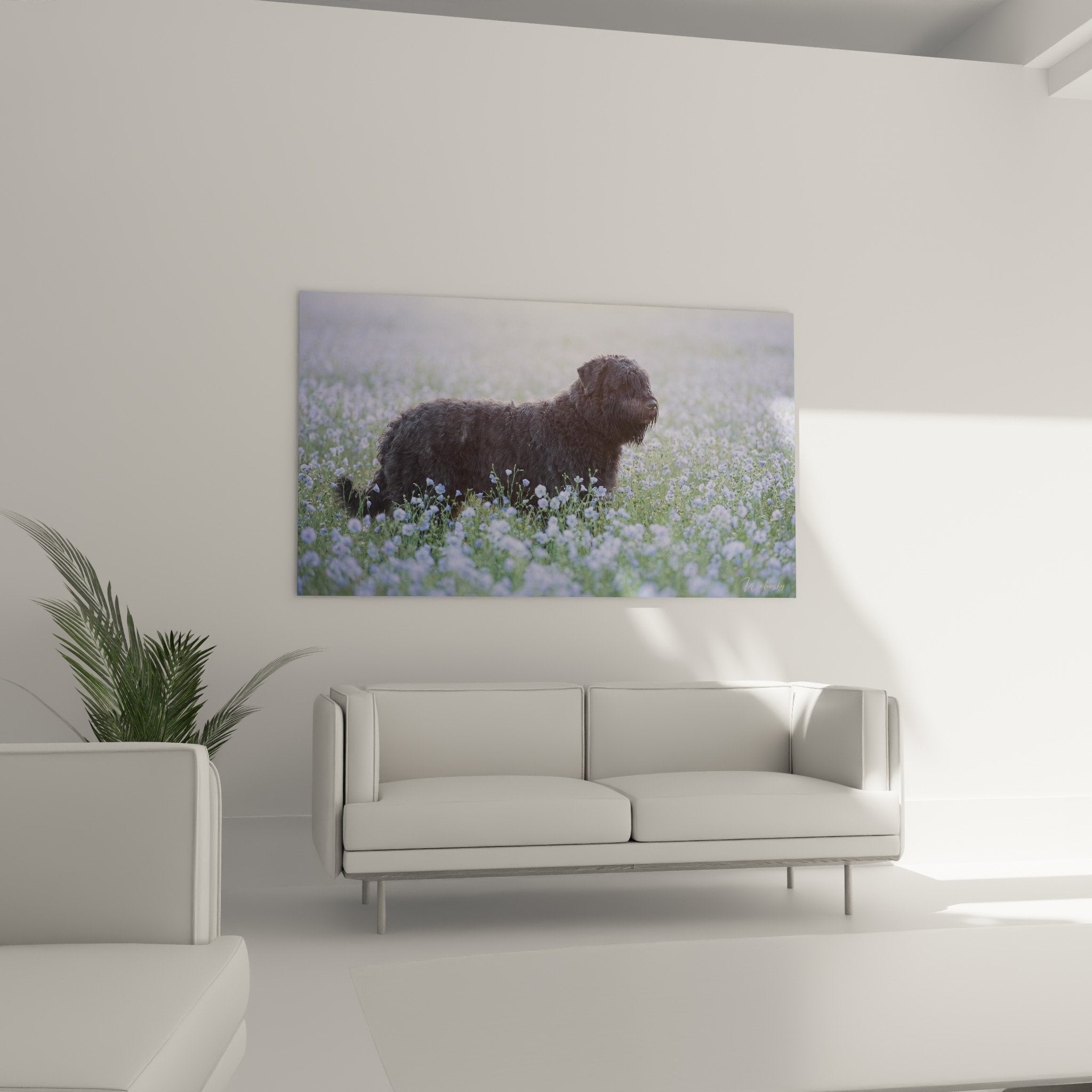 Détail texture pelage bouclé Bouvier des Flandres et petites fleurs bleues délicates au premier plan