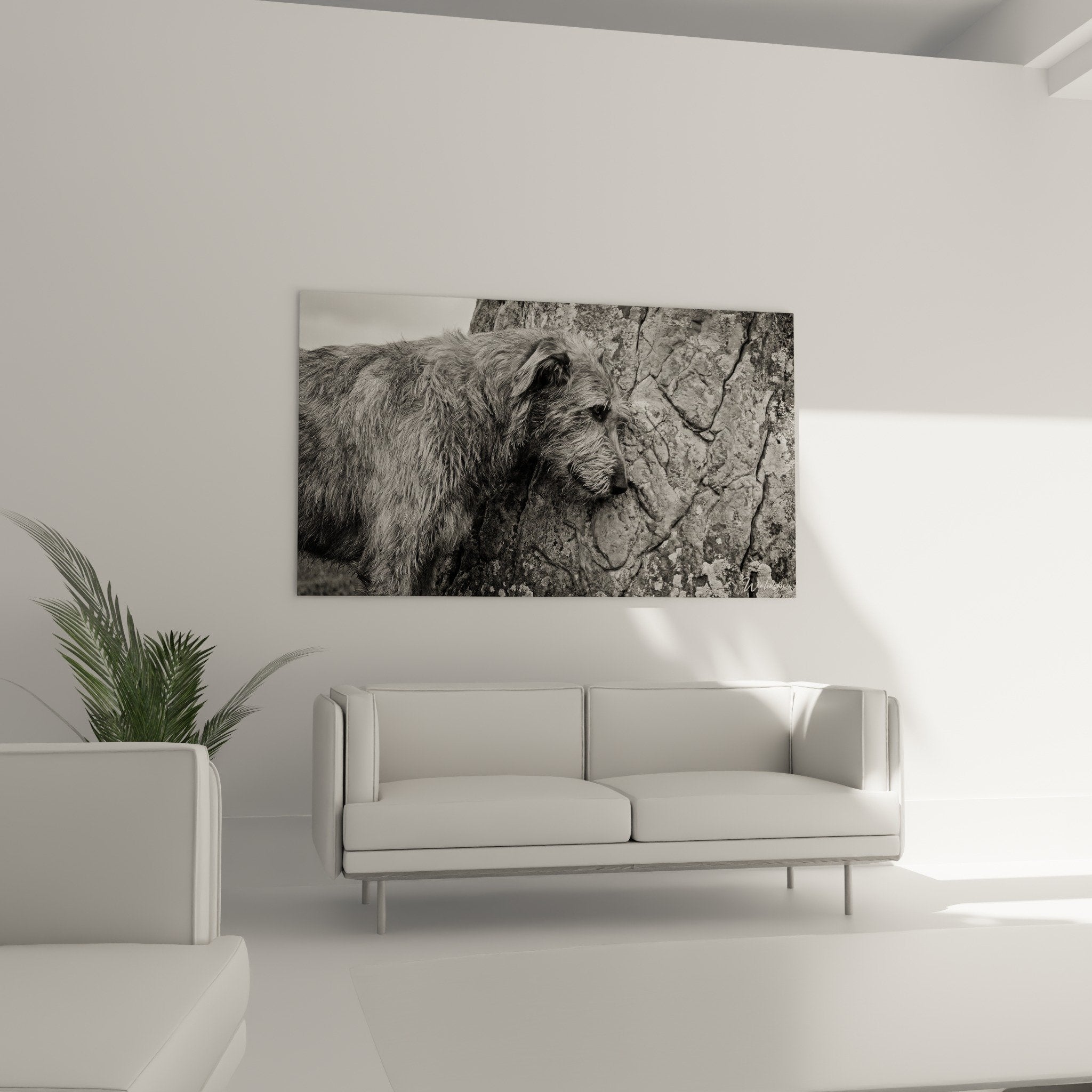 Dettaglio del mantello texturizzato di Irish Wolfhound contro pietra screpolata, sottili sfumature grigie fotografia artistica