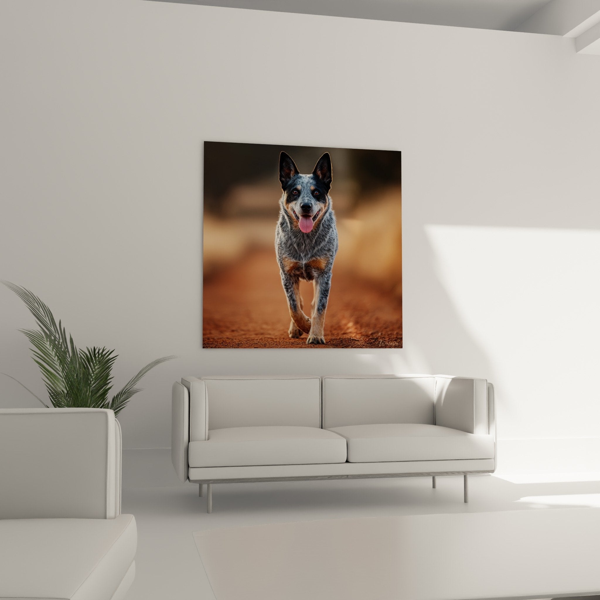 Gros plan pelage bleu merle Australian Cattle Dog mouchetures grises detail artistique portrait