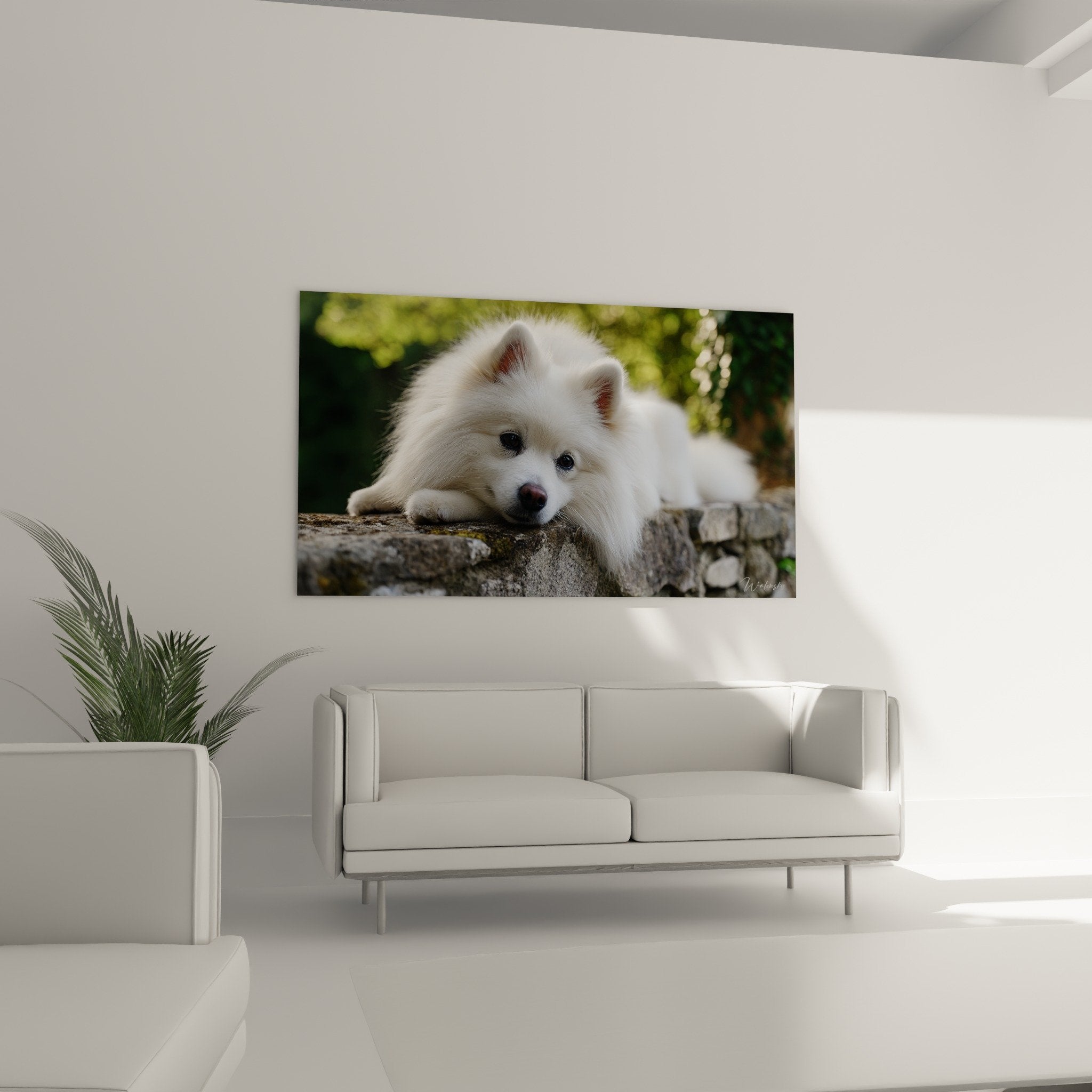 Détail du pelage blanc soyeux et du regard tendre du Spitz Japonais sur pierre patinée - art mural