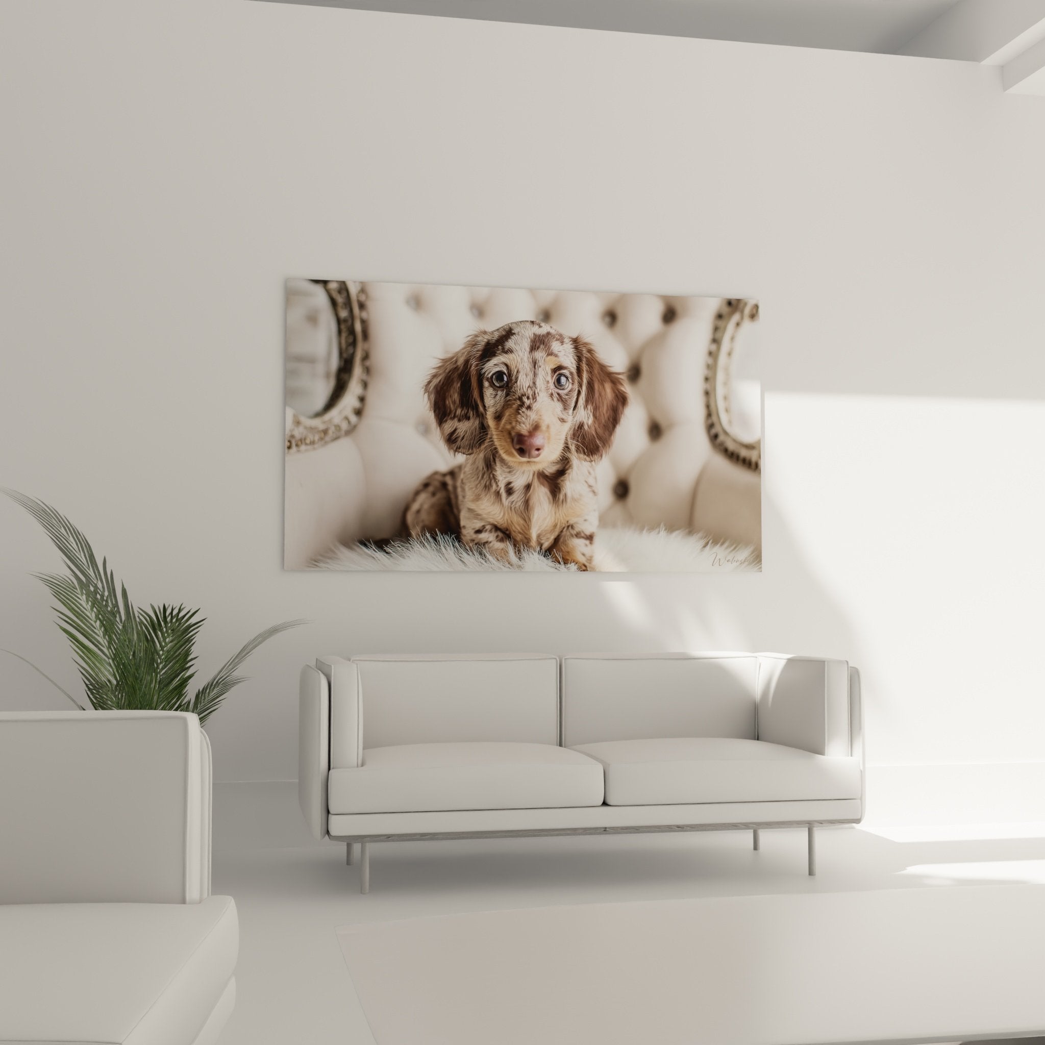 Détail portrait teckel pelage marbré chocolat crème texture réaliste