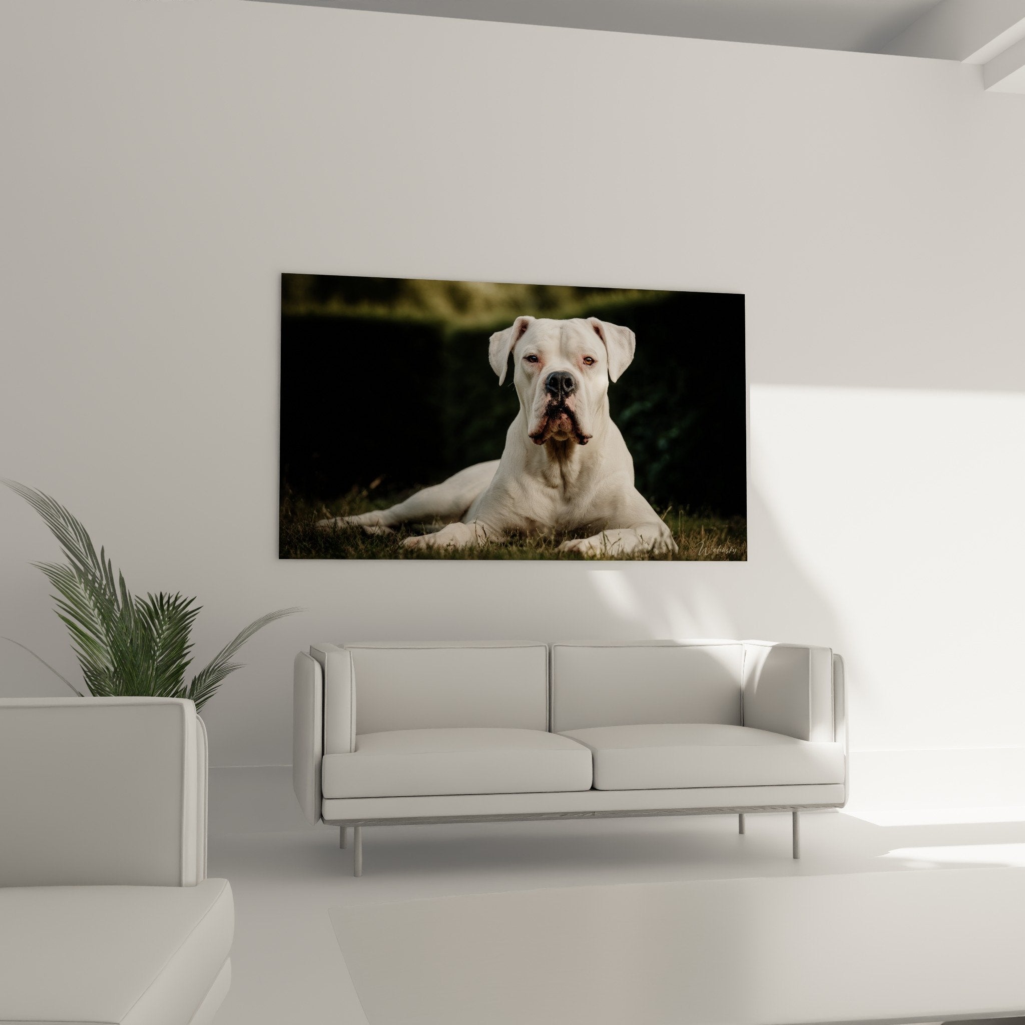 Détail du portrait Dogue Argentin montrant la finesse des nuances blanches et dorées