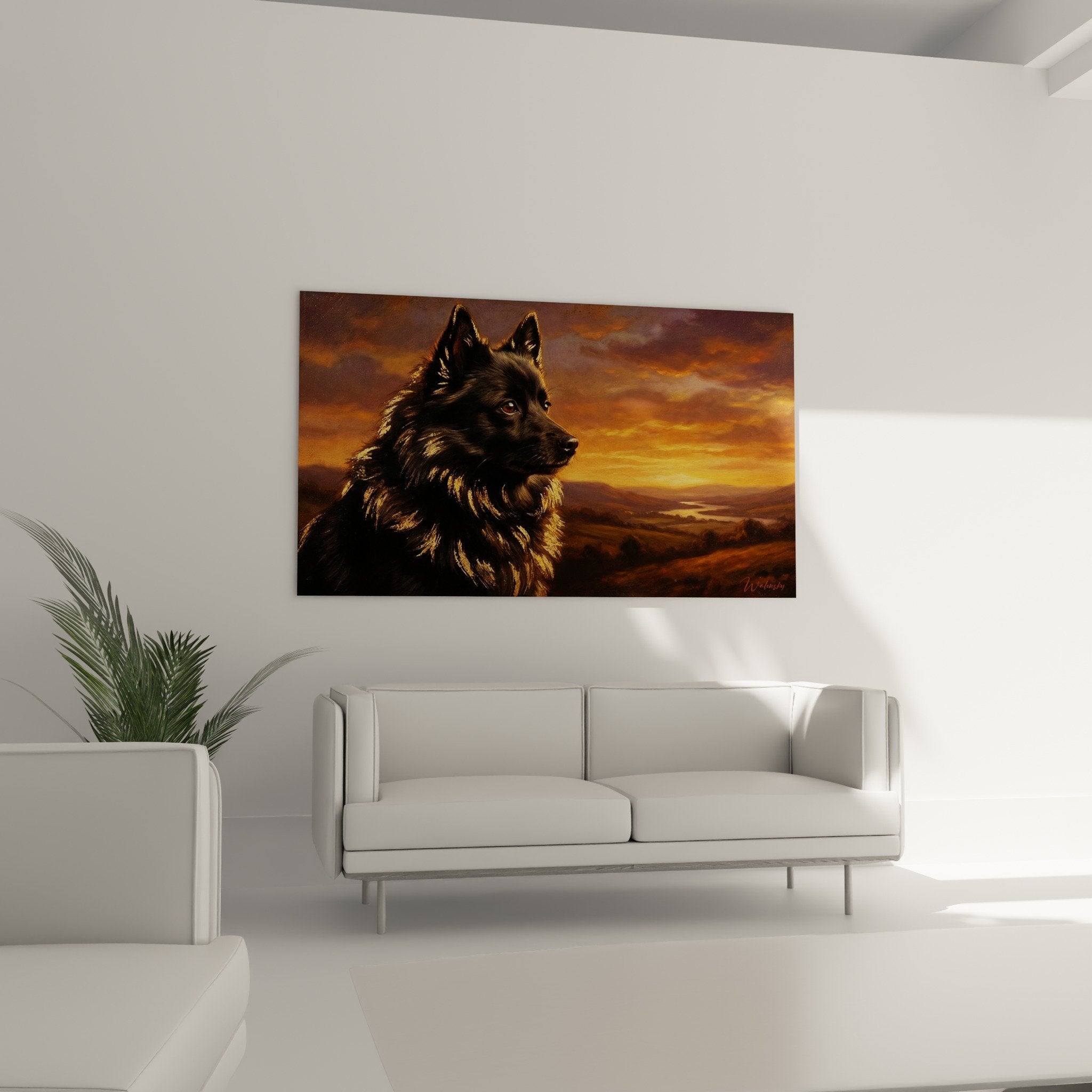 Nahaufnahme Detailporträt Schipperke edler intensiver Blick dunkles Fell kupferfarbene Reflexe goldenes Licht