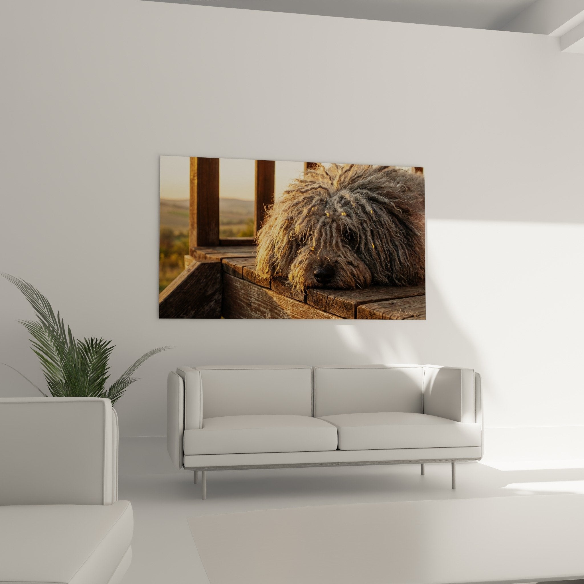 Detail gros plan Puli poils boucles gris reflets dores texture pelage soyeux lumiere chaude